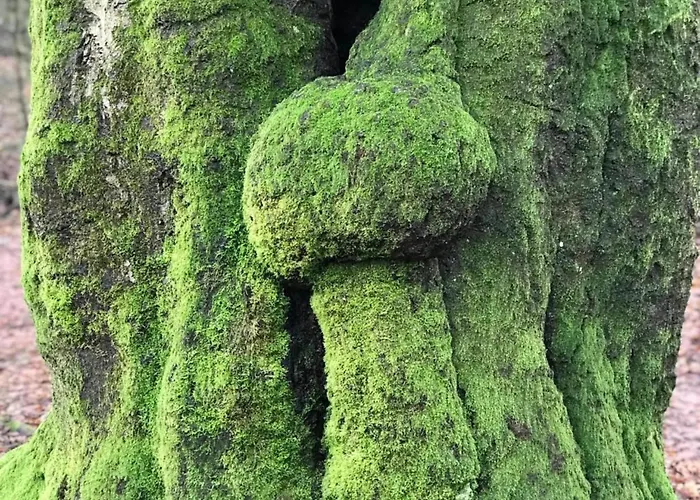 Stylish In * Hoenderloo